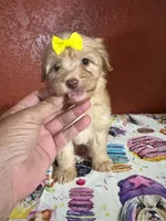 Sadie , a female Yorkipoo for sale in Van Buren, AR – 1 of 7