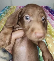 Zigo, a male Doxiepoo for sale in Van Buren, AR – 6 of 7