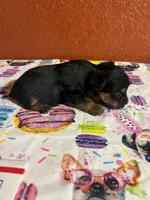 Zara, a female Yorkshire Terrier for sale in Van Buren, AR – 2 of 8