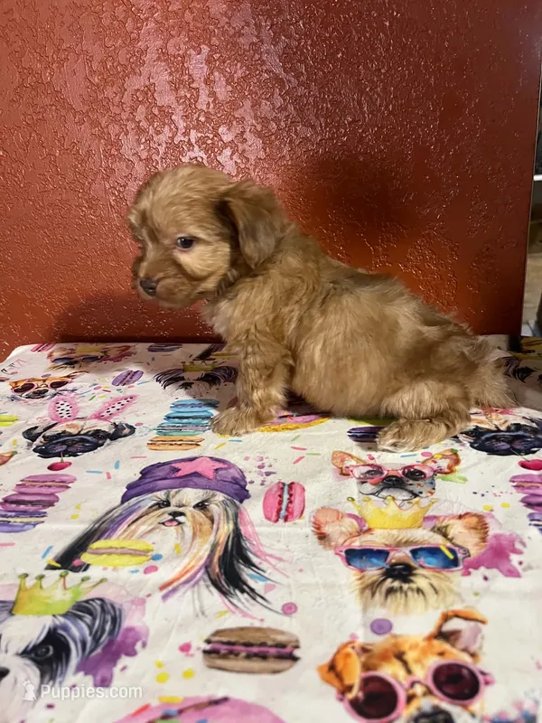 Rowdy – Yorkipoo puppy for sale in Van Buren, AR