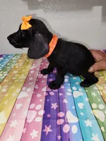 Winnie, a female Doxiepoo for sale in Van Buren, AR – 2 of 6