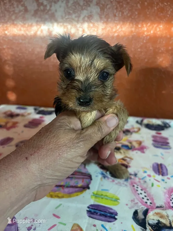 Harper – Yorkshire Terrier puppy on hold in Van Buren, AR