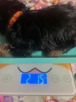 Lexi, a female Yorkshire Terrier for sale in Van Buren, AR – 5 of 8