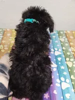 Riley, a male Yorkipoo for sale in Van Buren, AR – 4 of 6
