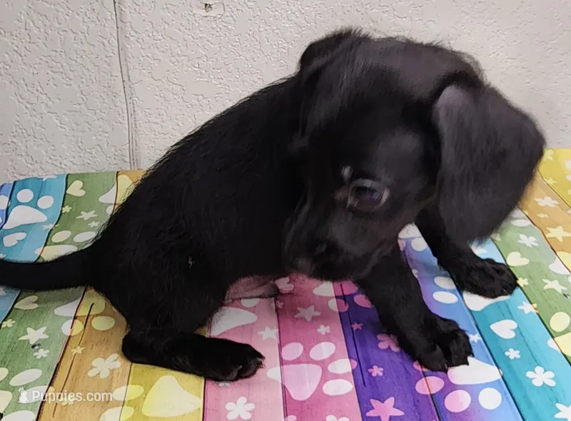 Cole – Doxiepoo puppy for sale in Van Buren, AR