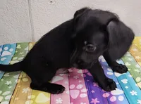 Cole, a male Doxiepoo for sale in Van Buren, AR – 1 of 6