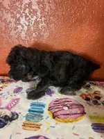 Keke, a female Yorkipoo for sale in Van Buren, AR – 7 of 8