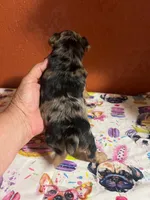 Harper, a female Yorkshire Terrier for sale in Van Buren, AR – 4 of 10