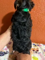 Bear, a male Yorkipoo for sale in Van Buren, AR – 3 of 4