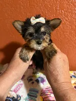 Diva, a female Yorkipoo for sale in Van Buren, AR – 4 of 5
