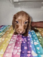 Wally, a male Doxiepoo for sale in Van Buren, AR – 1 of 6