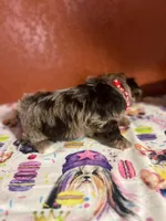 Jobe, a female Yorkipoo for sale in Van Buren, AR – 5 of 7