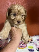 Rowdy, a male Yorkipoo for sale in Van Buren, AR – 5 of 7