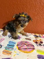 Gracie, a female Yorkipoo for sale in Van Buren, AR – 3 of 6