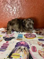 Jasper, a male Yorkipoo for sale in Van Buren, AR – 2 of 7