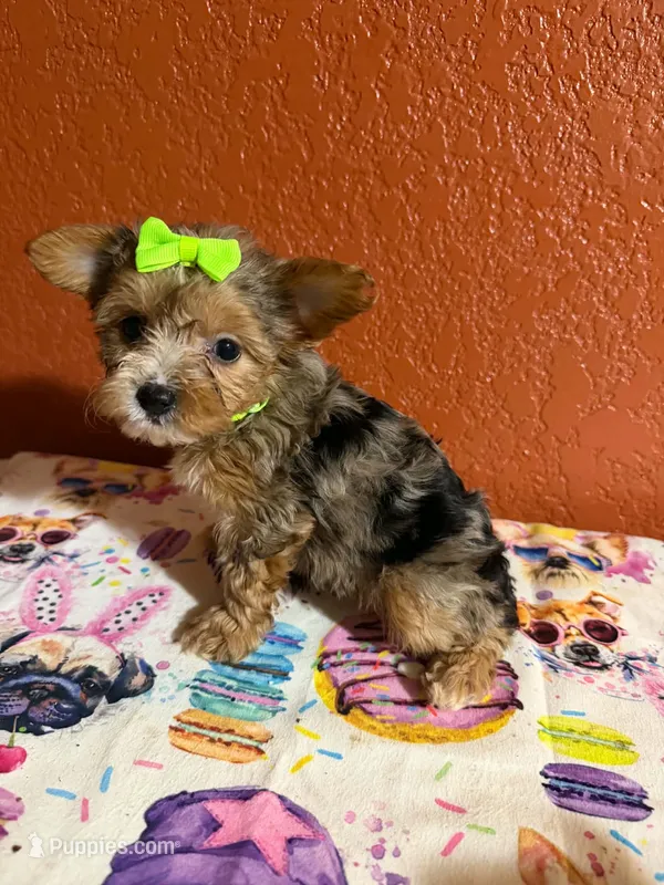 Harper – Yorkipoo puppy for sale in Van Buren, AR