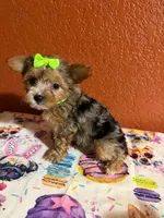 Harper, a female Yorkipoo for sale in Van Buren, AR – 1 of 4