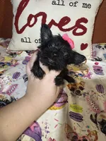 Olivia , a female Yorkipoo for sale in Van Buren, AR – Photo 2 of 5