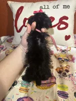 Olivia , a female Yorkipoo for sale in Van Buren, AR – Photo 3 of 5