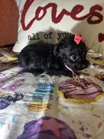 Olivia , a female Yorkipoo for sale in Van Buren, AR – Photo 5 of 5