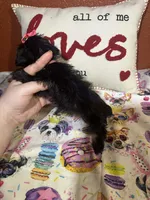 Olivia , a female Yorkipoo for sale in Van Buren, AR – Photo 4 of 5