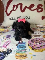 Olivia , a female Yorkipoo for sale in Van Buren, AR – Photo 1 of 5