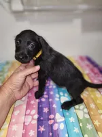 Otto, a male Doxiepoo for sale in Van Buren, AR – 1 of 6