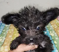 Abbi, a female Yorkipoo for sale in Van Buren, AR – 3 of 7