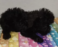 Riley, a male Yorkipoo for sale in Van Buren, AR – 3 of 6