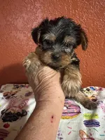 Tucker, a male Yorkshire Terrier for sale in Van Buren, AR – 4 of 8