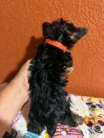 Diva, a female Yorkipoo for sale in Van Buren, AR – 5 of 5