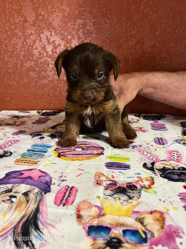 scooby doo – Yorkshire Terrier puppy for sale in Van Buren, AR