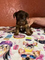 scooby doo, a male Yorkshire Terrier for sale in Van Buren, AR – 1 of 8