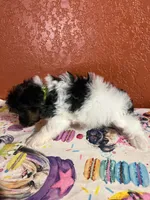 BabyBoy, a male Yorkipoo for sale in Van Buren, AR – 3 of 7