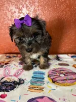 Piper, a female Yorkipoo for sale in Van Buren, AR – 1 of 8