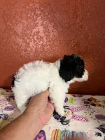 Porter, a male Yorkipoo for sale in Van Buren, AR – 5 of 8