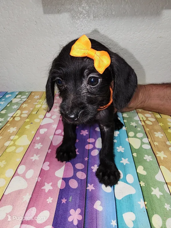 Winnie, a female Doxiepoo for sale in Van Buren, AR – 1 of 6