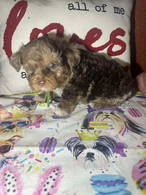 Oliver – Yorkshire Terrier puppy for sale in Van Buren, AR