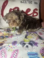 Oliver, a male Yorkshire Terrier for sale in Van Buren, AR – Photo 3 of 6