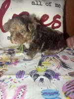 Oliver, a male Yorkshire Terrier for sale in Van Buren, AR – Photo 4 of 6