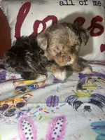 Oliver, a male Yorkshire Terrier for sale in Van Buren, AR – Photo 2 of 6