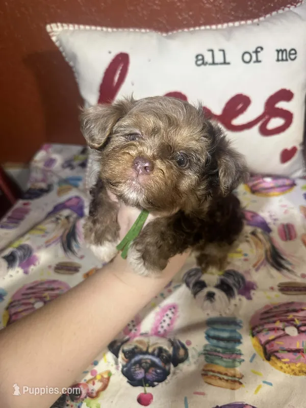 Oliver – Yorkshire Terrier puppy for sale in Van Buren, AR