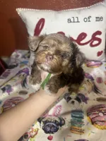 Oliver, a male Yorkshire Terrier for sale in Van Buren, AR – Photo 1 of 6