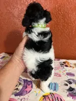BabyBoy, a male Yorkipoo for sale in Van Buren, AR – 4 of 7