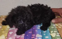 Riley, a male Yorkipoo for sale in Van Buren, AR – 2 of 6
