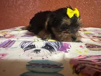 Lola, a female Yorkshire Terrier for sale in Van Buren, AR – 2 of 8