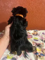 Lexi, a female Yorkshire Terrier for sale in Van Buren, AR – 4 of 8