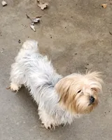 Lexi, a female Yorkshire Terrier for sale in Van Buren, AR – 7 of 8
