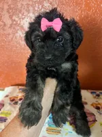 Dixie, a female Yorkipoo for sale in Van Buren, AR – 4 of 7