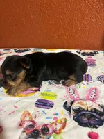 Suki, a female Yorkshire Terrier for sale in Van Buren, AR – 3 of 8
